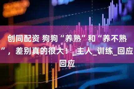 创同配资 狗狗“养熟”和“养不熟”，差别真的很大！_主人_训练_回应